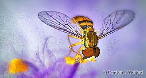Ahh Sweet Nectar_P1150866.jpg - Tiny Hoverfly photographed at Smiths Falls, Ontario, Canada.